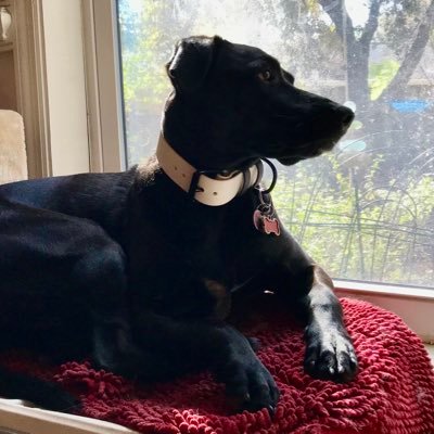 Jude the Lab & Barney the Westie RIP🌈 From LB, CA ~                 Love Gamecock WBB 🏀🏀