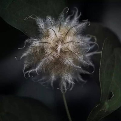 BVZBVZ3's profile picture. 