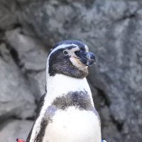 t.ueda(目指せクォンツ)せざるおえない (@tueda2) 's Twitter Profile