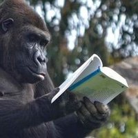 Literary Halcyon #writingcommunity ๐๐ (@literaryhalcyon) 's Twitter Profile
