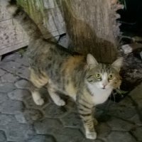 HARA Bunjiro 原 文次郎 (@harabun) 's Twitter Profile Photo HARA Bunjiro 原 文次郎 (@harabun) 's Twitter Profile Photo