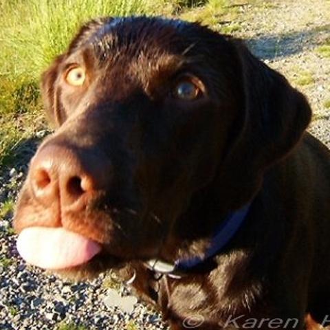 A chocolate Labrador, living in Scotland - I love hiking the mountains, snow, walks, swimming and haggis.