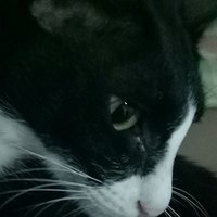 Feyverse (@feyverse1) 's Twitter Profile