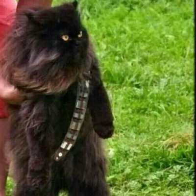 TacNoobAV's profile picture. 