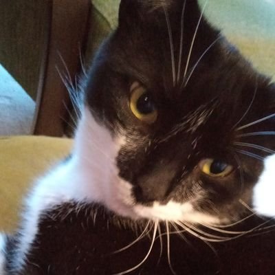 MollieMthecat's profile picture. Four legs, furry with green eyes.
🏳️‍🌈🏳️‍⚧️

#pacifist #peacenotwar

No DM's

she/her