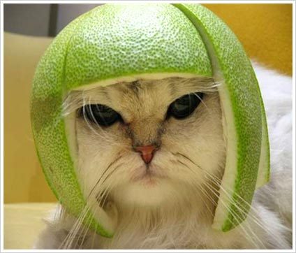 What make me smile when i am frustated? obvious these funny things in life.