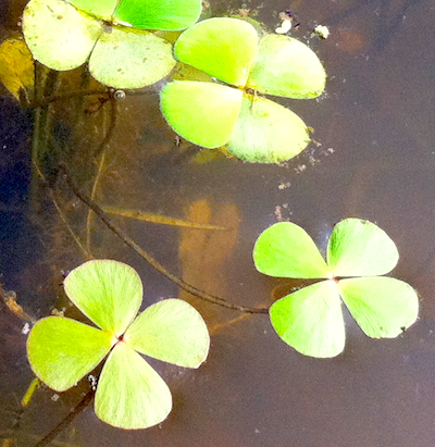 なんにせよ水草好きな人間です。よろしくです♪ 野生の水草や水槽関係やその他いろいろなことでも呟いていこう。 好きなもの及び自己紹介：水草／クリプトコリネ／ブリクサ／アクアリスト／熱帯魚／淡水エビ／水槽／アクアリウム。フォローありがとうございます♪