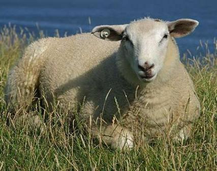 Ankylosauridaee's profile picture. 