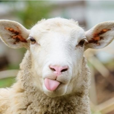 artadiluminados's profile picture. Anti negacionismo, antibulos, antimanipulacion, anticonspiraciones.