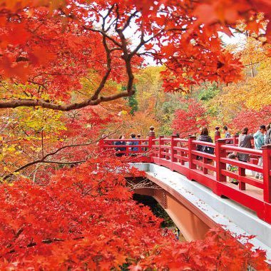 紅葉狩りが大好きな20歳です。
特に神奈川の紅葉が好きです☆