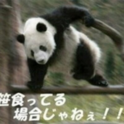 ケースケ 説明 アメリカのパンダチーズという商品のcmで このパンダチーズを いらない と言うとパンダが出てきて暴れはじめる Http T Co Hsvhhtr3