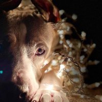 Moose🐾(@ThePitWithEarz) 's Twitter Profile Photo