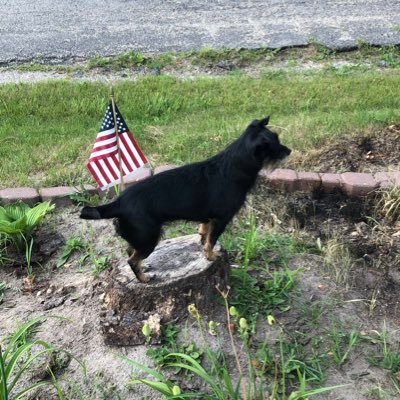 MAGA 🇺🇸! with the real, honest Political news! Dog Behaviorist , all things animals.
