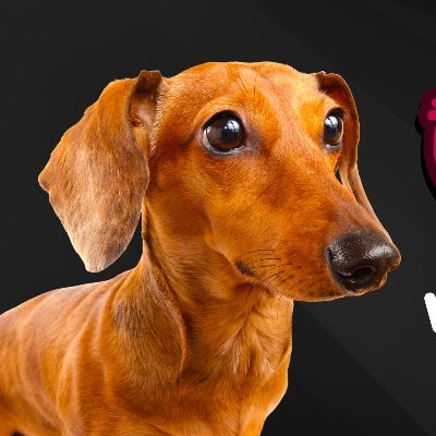 Ween Token $WEENS, powered by Solana
The official meme token of wiener dogs everywhere.

Join us on Discord: https://t.co/naRKoCB0ba