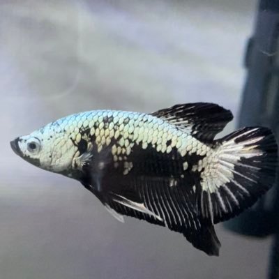 kさんのプロフィール画像