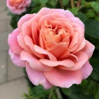 🌱Somewhere in the garden (@somewhe07814641) 's Twitter Profile Photo 🌱Somewhere in the garden (@somewhe07814641) 's Twitter Profile Photo