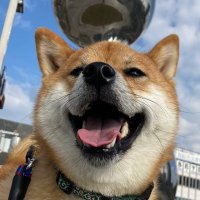 柴犬ロクちゃん 6ちゃんねる (@shibainu_6chan) Twitter profile photo