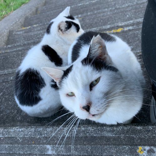 ただのノラ猫。好きな猫→仕事猫。わからないこと→SRE、監視、Zabbix、Prometheus、SQL(MSSQL)、ITIL(一応Expert)、 ITシステム運用。天下一品(痛風のため封印)、さぬきうどん、麻雀。ヨシ!