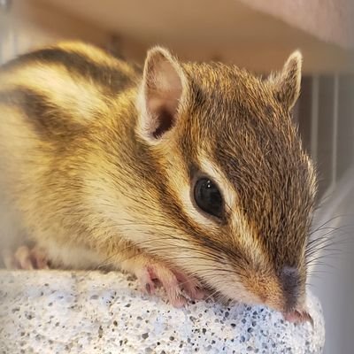 ２匹のシマリスと暮らしています🐿️
2021.5.29テン♀2022.6.14コウ♂
おリス様中心の生活です⏰🏚️
情報交換などして頂けたら助かります🥰

Mr.Childrenが好きで、遠征は主に一人で参戦🎵
2019.01.24沖縄スペシャルライブ参戦しました🎶