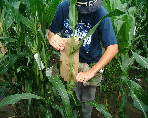 DuPont Pioneer corn research station; Source of info for pollinating and field activities ie rain days and delays.