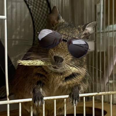 degu_ocha180's profile picture. デグー用垢でございます。無言フォローばっちこーい！ヘッダーのサイドは故ハム「おちゃみ」と、実家のイッヌ「レン」。デグーお世話垢さんはほぼﾌｫﾛﾊﾞします。 趣味垢はこちら→ @mori2_ocha_lkr