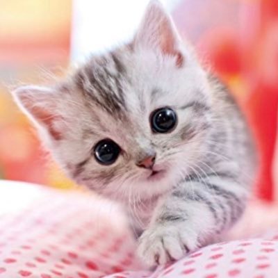 hamaにゃん🐈‍⬛さんのプロフィール画像