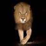 InvestorBanton's profile picture. cule since 2004