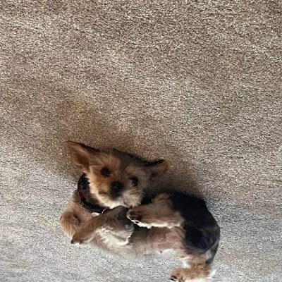 mikewar43280510's profile picture. 