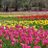 ju_tulip