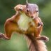 The Squirrel of Wally’s Tree (@alexromanleis) Twitter profile photo The Squirrel of Wally’s Tree (@alexromanleis) Twitter profile photo