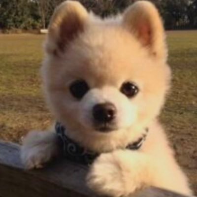 RuRu59451628's profile picture. 趣味、ポケモン垢。カビゴンとゲンガーがすき。BDSP楽しんでます。剣盾も始めました。交換、対戦申し込みいつでもしてください。そんな詳しくないから弱いけど！