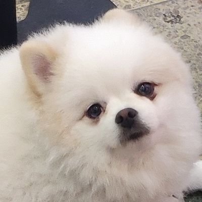 yukinkoyuji's profile picture. 