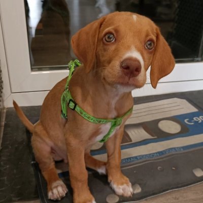 AnhellStudios's profile picture. 