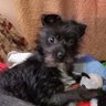 rocklander65's profile picture. I am me, love my little dog, country living love the USA & all it stands for including President Biden. I believe Constitution is the Bible of the U.S.A. No DM