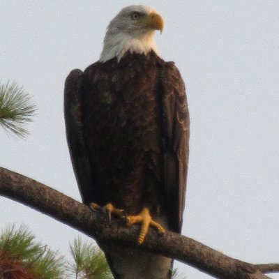 Mr8Straight's profile picture. Minnesota Gopher