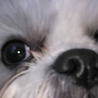 Trading Weasel_85 (@captvodka1) 's Twitter Profile