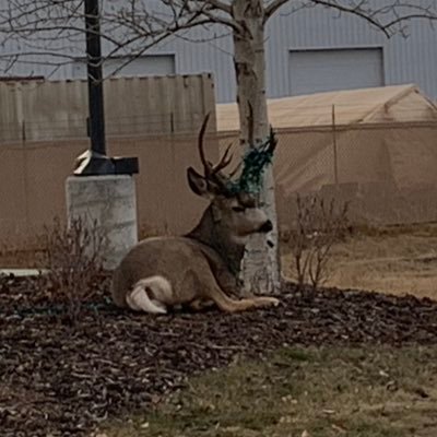 Just an Okotokian deer who got excited to see the Christmas lights. I thought if you can decorate a house why not my rack. I’m sure the ladies will love it.