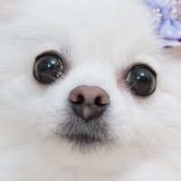 とり@7y&2m (@3torimade) 's Twitter Profile