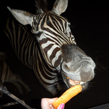 correnefulton's profile picture. 