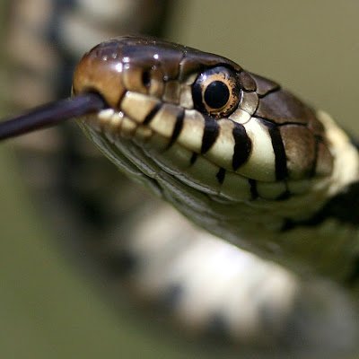 spizaetus79's profile picture. 