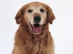 topdogs_jp's profile picture. 現実派です