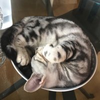 CETTA (@cetta0534) 's Twitter Profile