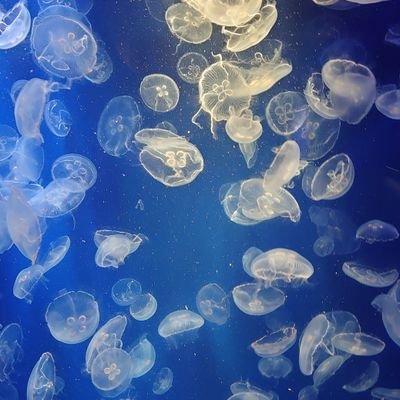 ごめんなさい🙇イイネの返しが追い付かなくてできない時が有ります。
天然な4人の子持ちのママです!2匹の犬を飼ってます!無言フォロー失礼します!
ツイッターになれてないので、よろしくお願いします😄
#料理 #おうちごはん #ペット #つぶやき
エロ❌勧誘❌DM見ません!!返信もしません❌