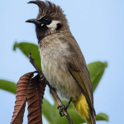 NadaanBulbull's profile picture. Flys like a bulbul, stings like a bee.🍁