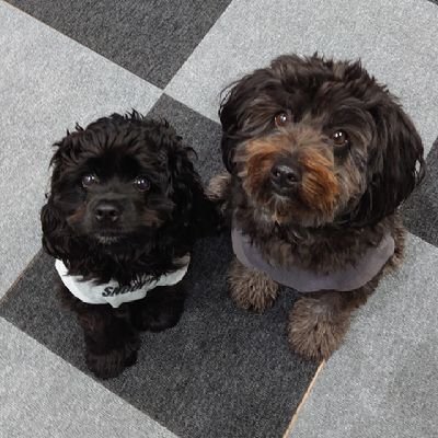 BUZZ&LILYさんのプロフィール画像