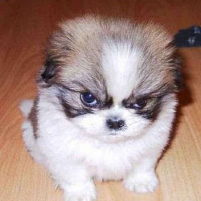 BabyCat74550502's profile picture. artiste handi non-bibi ♿💅 pasion fanzine / blender / logiciel libre / lutte anti-validiste / goat