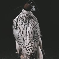 …. (@rdynyr) 's Twitter Profile