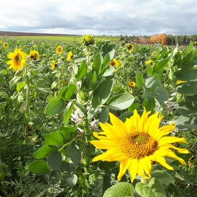 #agriculteur producteur de céréales, betterave, luzerne déshydratation, chanvre, semence graminée.
couverts intercultures depuis 50ans...et apiculteur