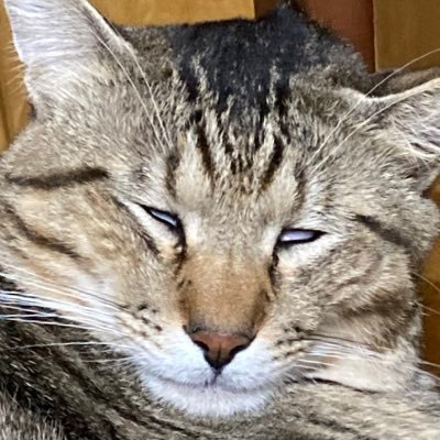 猫のいる生活🐈ヌコと日本が大好きです🇯🇵🐈‍⬛