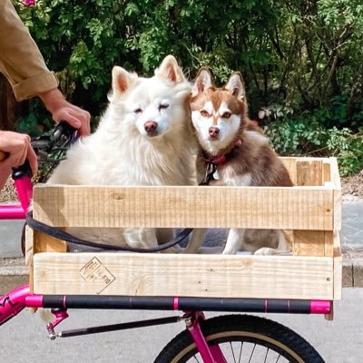 photography series and source of wholesome content documenting dogs who ride bikes. by @honorelliott_